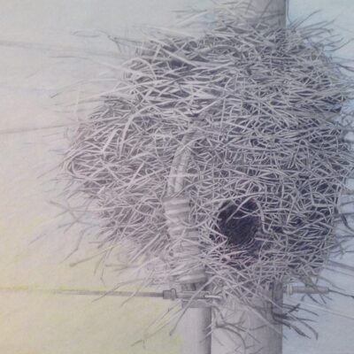 Monk Parrots Nest, pencil on paper